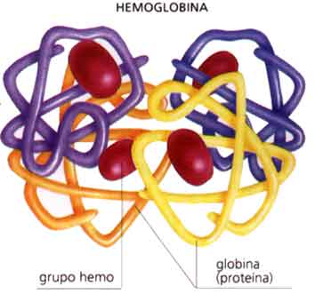 Estructura De La Hemoglobina | SaludBio